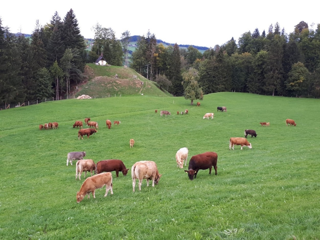 Kühe